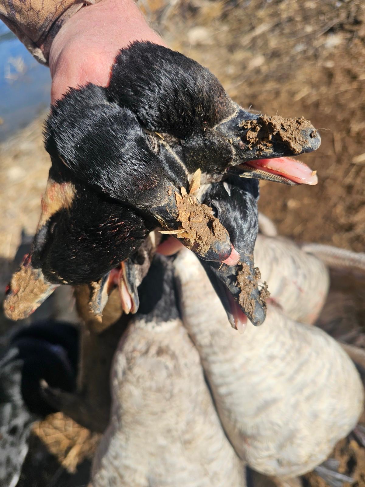 Colorado Goose Hunting Waterfowl Season Colorado