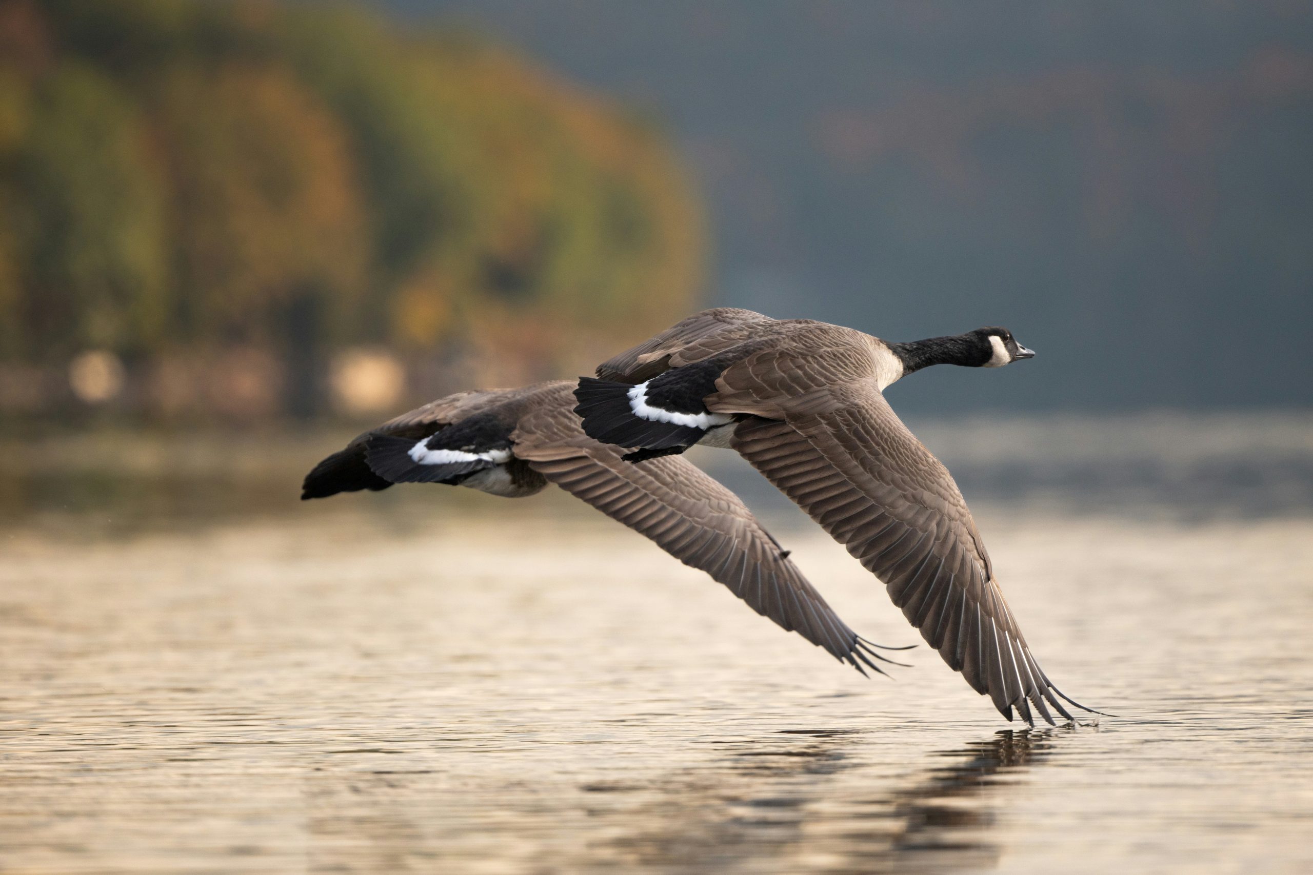 Goose hunts
