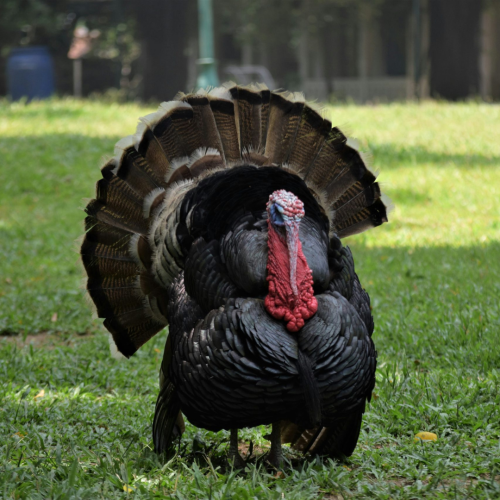 Turkey Hunting Colorado